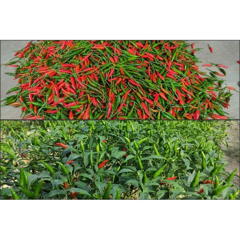 

Putri_Garden & Sayur_Segar Cabai rawit hijau setan