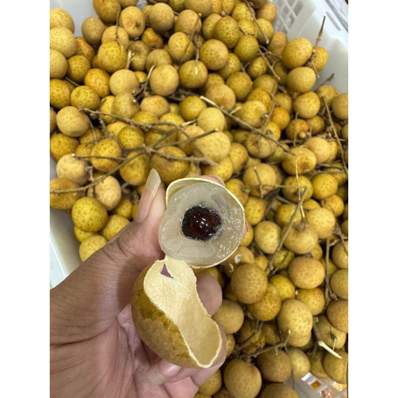 

Lengkeng madu Import Thailand 1 keranjang