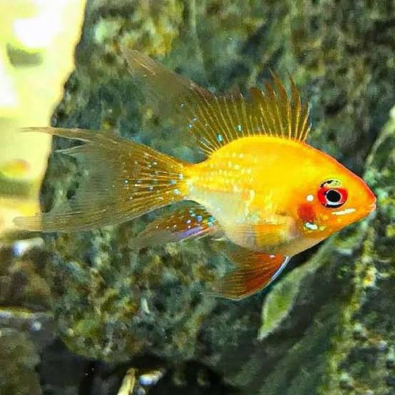 IKAN HIAS RAMIREZI GOLDEN ELECKTRIC