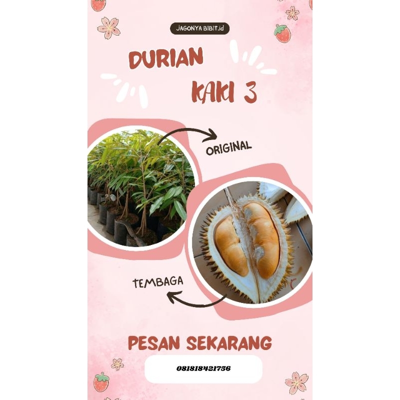 

DURIAN TEMBAGA KAKI 3