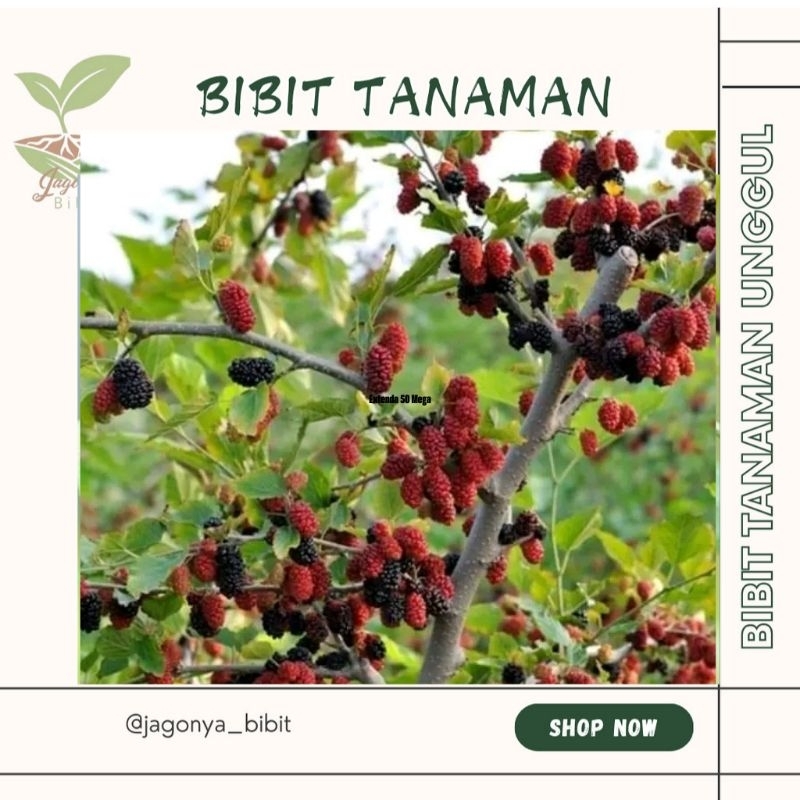 

LONG MURBEI BELI ( 5 FREE 1)