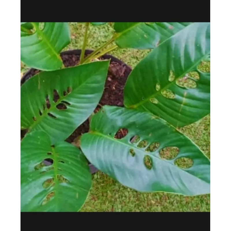 tanaman hias duda bolong tanaman hias langka