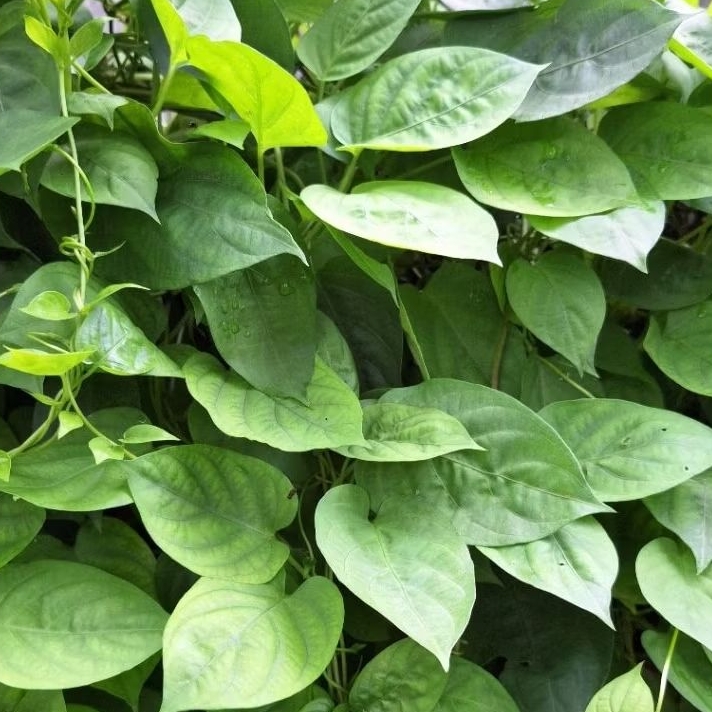 

Daun kentut | Daun simbukan 200 gram Fresh Kwalitas Super