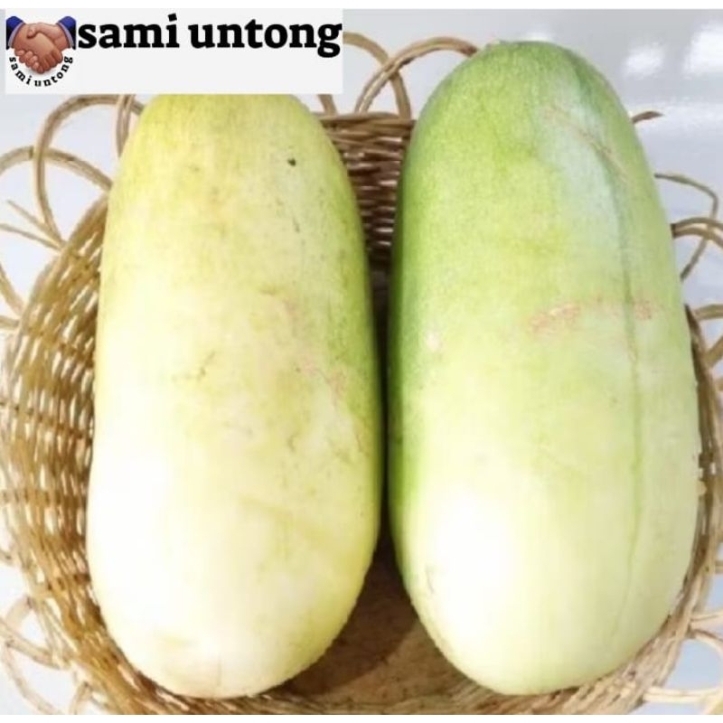 25 BUTIR BENIH TIMUN SURI PUTIH JUMBO spesial ecer