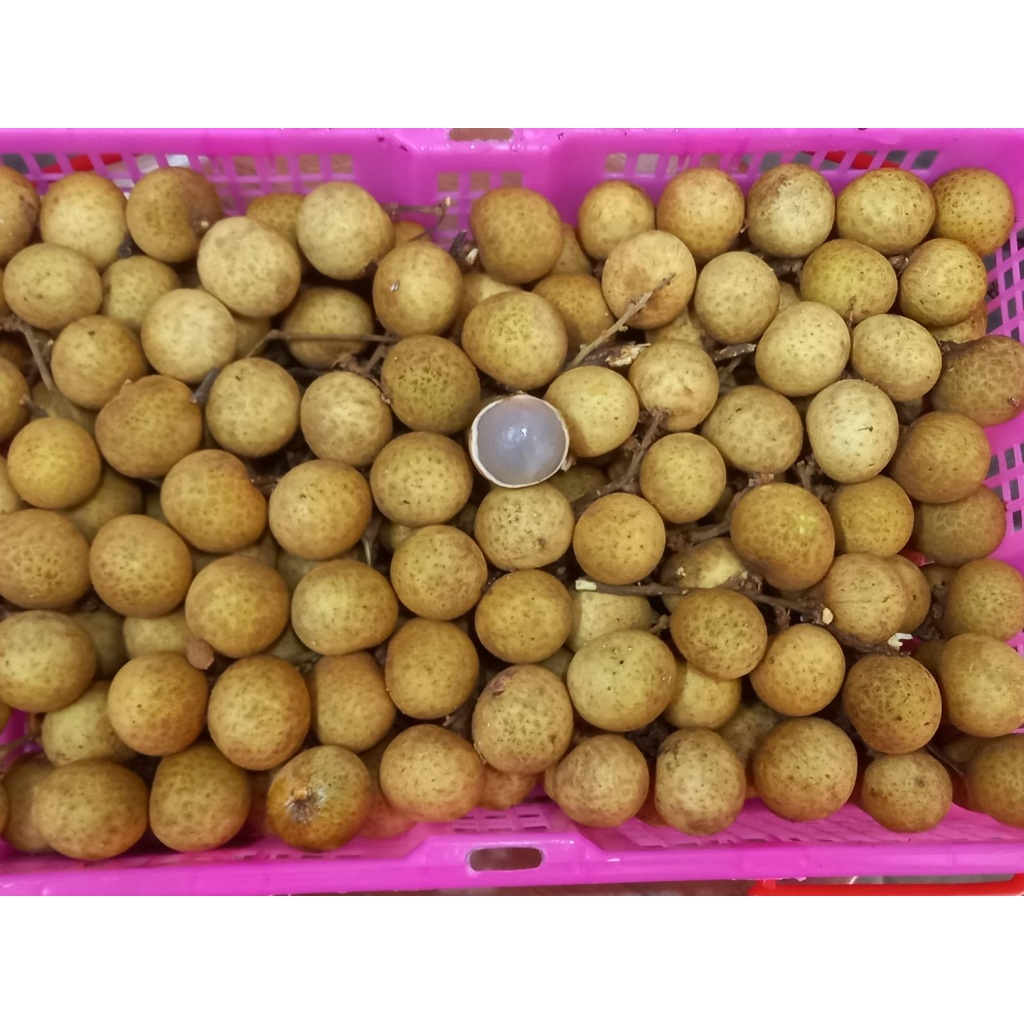 

LENGKENG KUALITAS PREMIUM 3KG