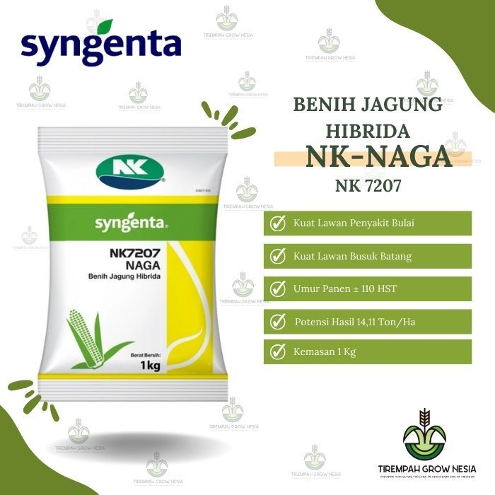 BENIH JAGUNG NK NAGA JAGUNG HIBRIDA NK NAGA NK 7207 JAGUNG MURAH HIBRIDA MURAH JAGUNG NAGA SYNGENTA 