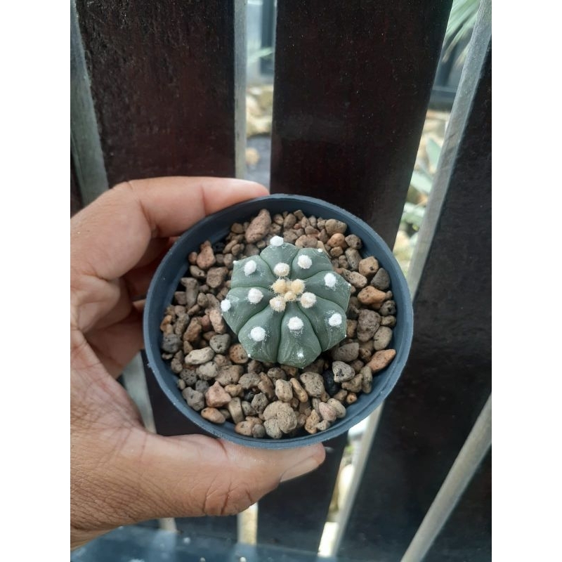 Astrophytum asterias nudum x ooibo