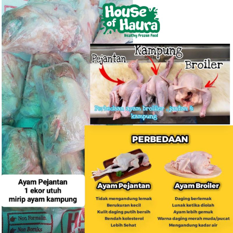 

Ayam Pejantan size 0,7