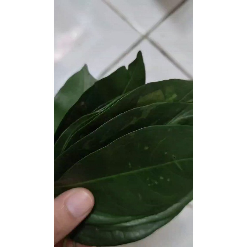 

Daun Salam per Pack isi 40 - 50 pcs