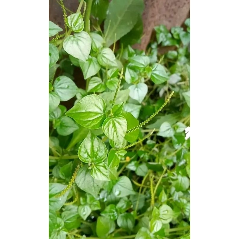 

SIRIH CINA CEHCER KEMPES SEGAR FRESH 100GRAM