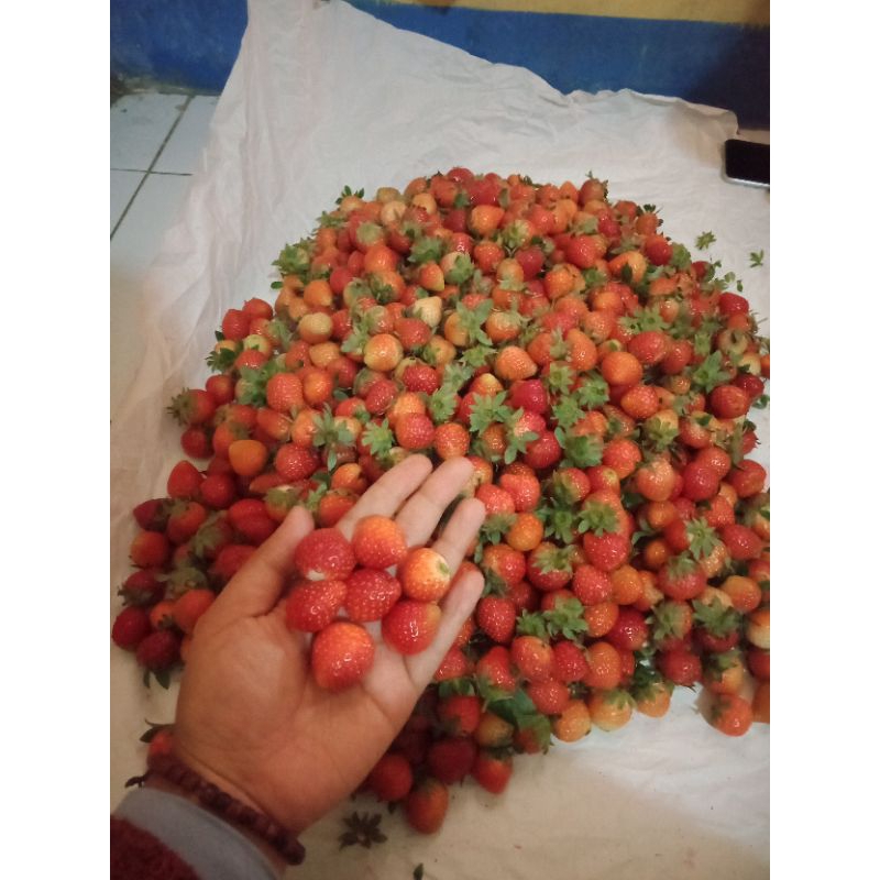

strawberyfrest500gram