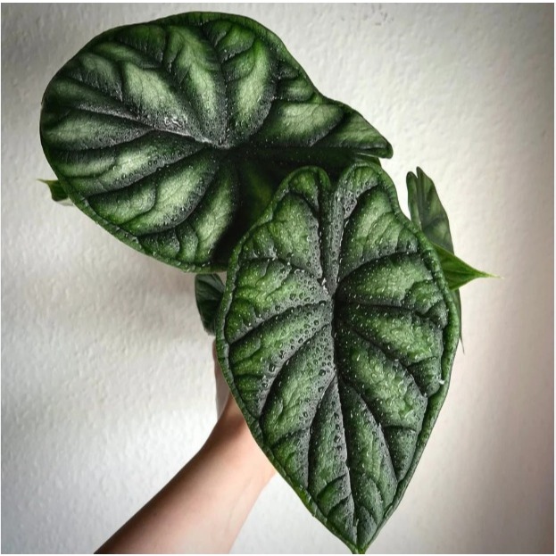 Alocasia Dragon Scale