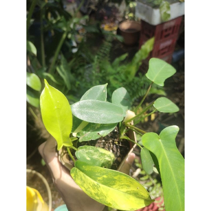 Flobe Florida Beauty