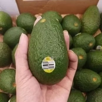 

AVOCADO HASS AUSTRALIA 1 BOX 5KG