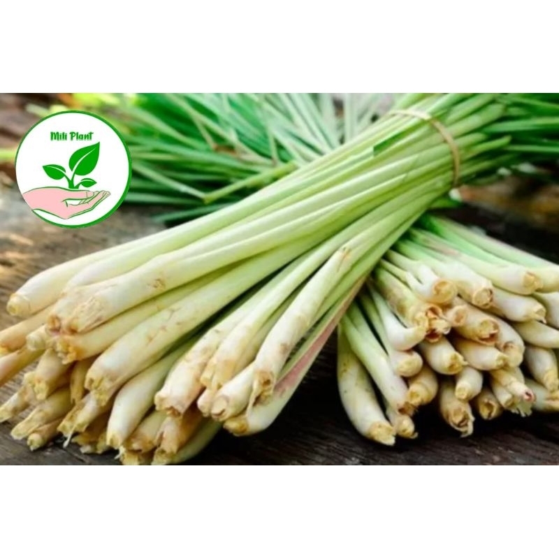 

sereh bumbu dapur 1kg