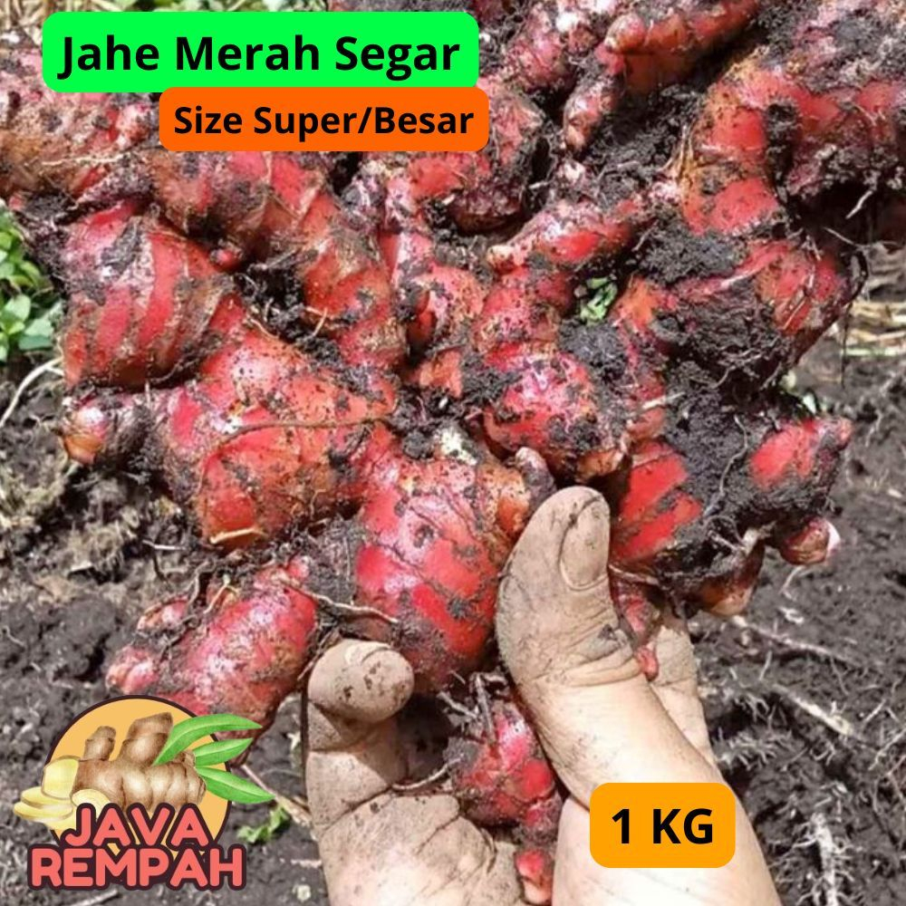 

Jahe Merah segar 1kg Size super besar