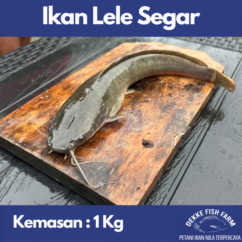 

RB Ikan Lele Segar / Fresh Catfish 1 Kg ( Gratis Dibersihkan )