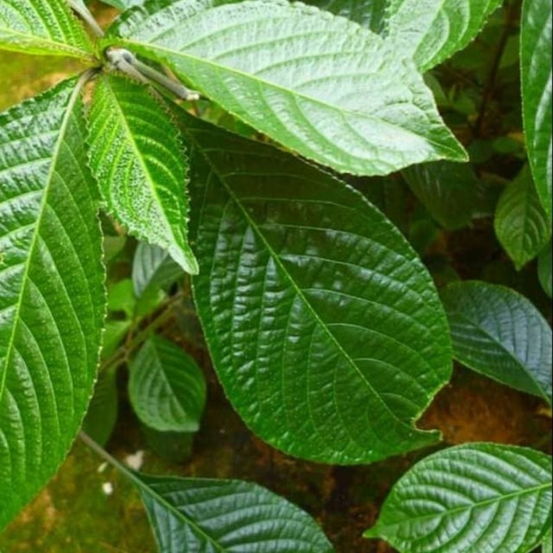 

Daun Pecah Beling Bahan obat tradisional neto 250gram