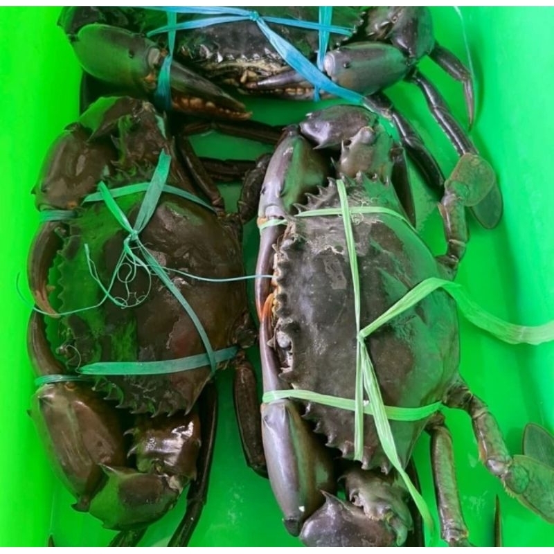 

KEPITING BAKAU JANTAN HIDUP 1 KG