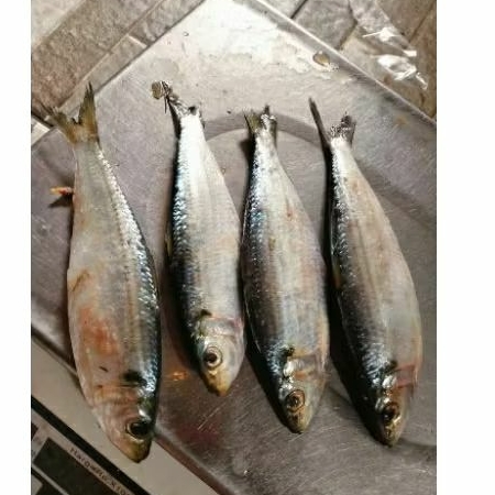 

ikan lemuru/kocing 800gr