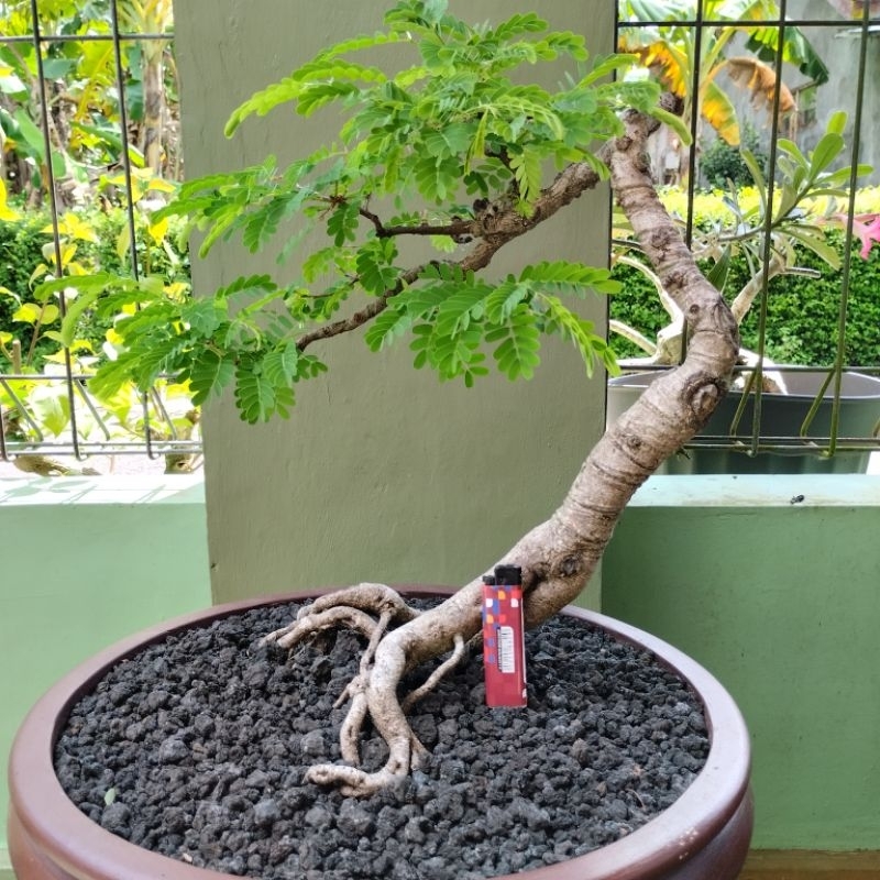 Bonsai Asem Jawa Bunjin | Bahan Bonsai Asam Jawa