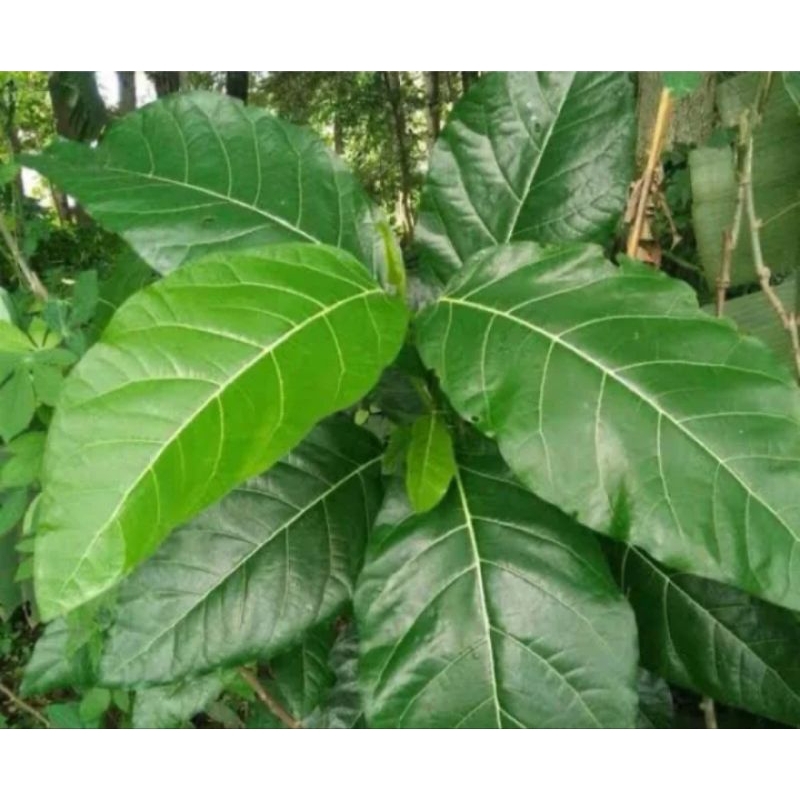 

Daun awar awar segar 1kg fresh petik langsung
