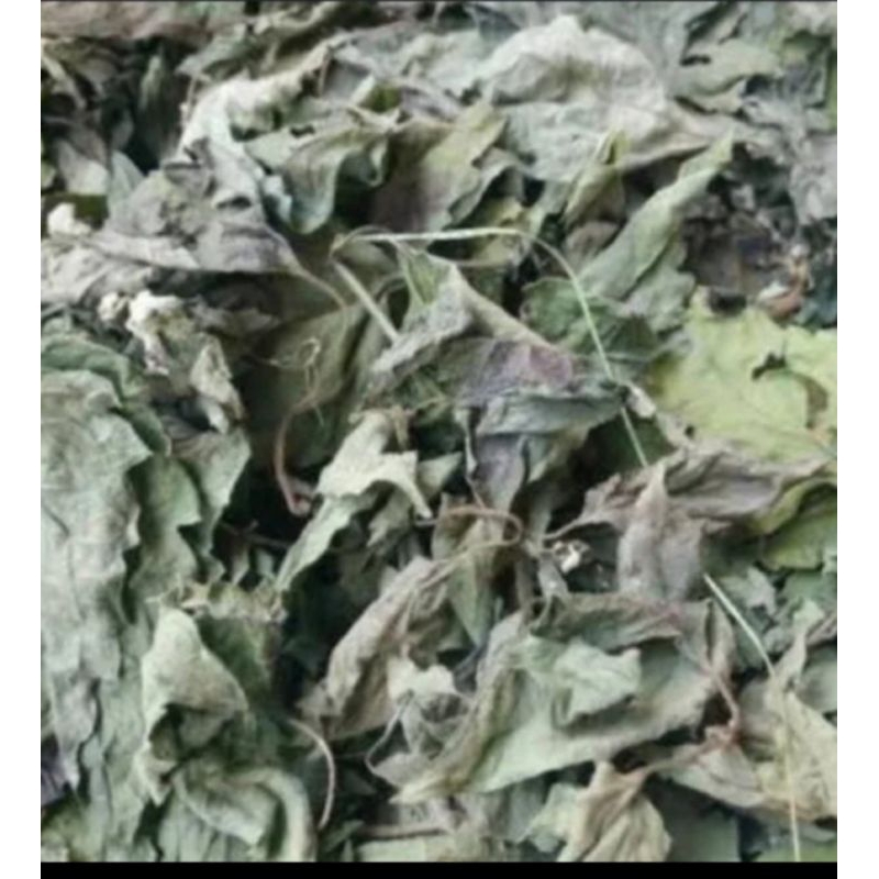 

Daun kopasanda kering/daun kirinyuh kering 500 gram