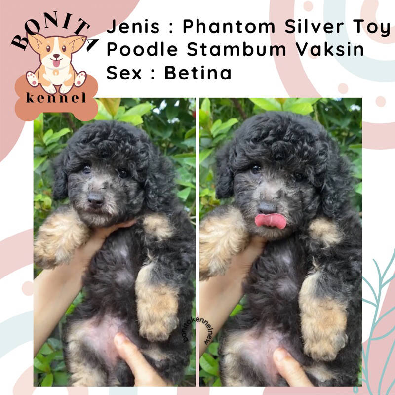 Phantom Silver Tiny Toy Poodle Stambum Anak Anjing Poodle Jantan Betina