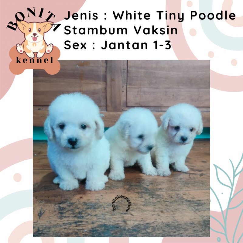 White Tiny Tea Cup Toy Poodle Stambum Anak Anjing Poodle Red Jantan Betina