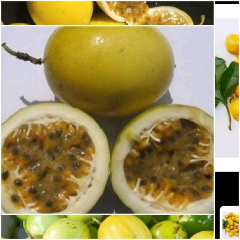 

Buah markisa sgar buah konyal 1 kg