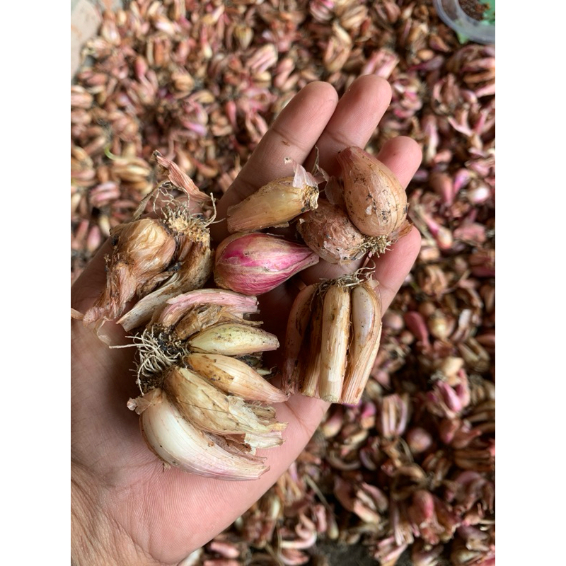 

bawang merah kecilan asli nganjuk