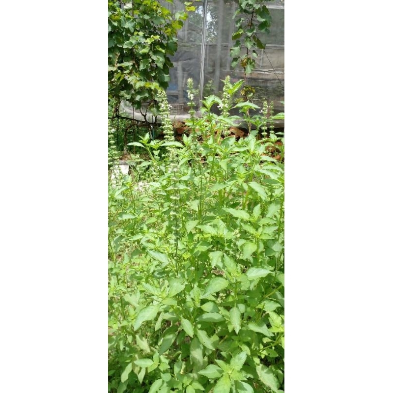 

daun kemangi segar, wangi, langsung di petik