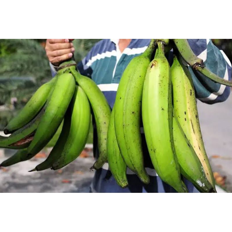 

(1 Kg) Pisang tanduk / Gedang Byar (mentah)