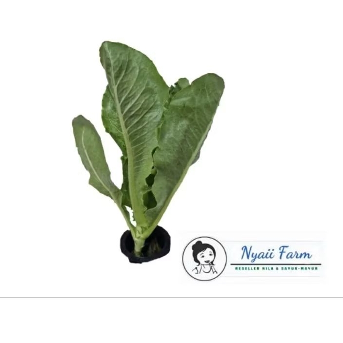 

Sayur Organik Romaine Lettuce / Selada Romaine Aquaponic Organic 270gr