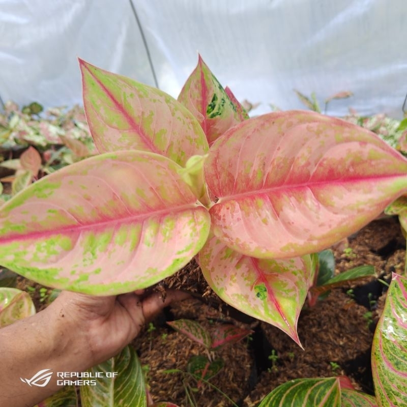 Aglonema LOD ( Light Of Diamond)