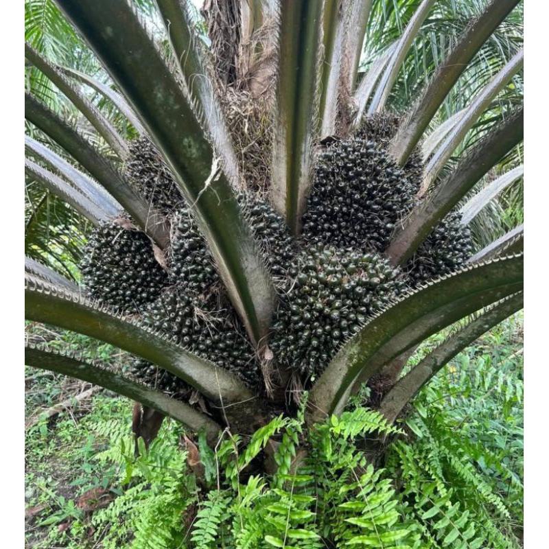 Harga Per butir 8000/biji Benih Sawit TOPAZ seri 3 Asian Agri ORIGINAL