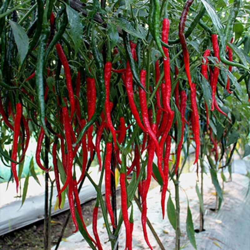 pohon cabe merah besar