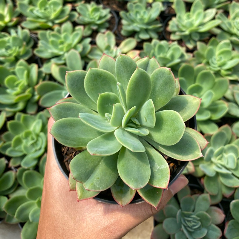 Berbagai Jenis Kaktus Mini Dan Sukulen Tanaman Hias Bunga Hidup Untuk Rumah Kantor Meja Halaman