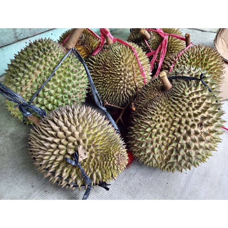 

DURIAN LOKAL PEKALONGAN