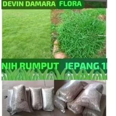 Benih rumput (Zoysia zaponica/jepang) 1kg bibit rumput jepang benih rumput biji rumput jepang grasss