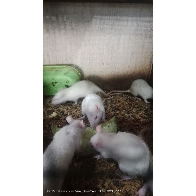 rat medium