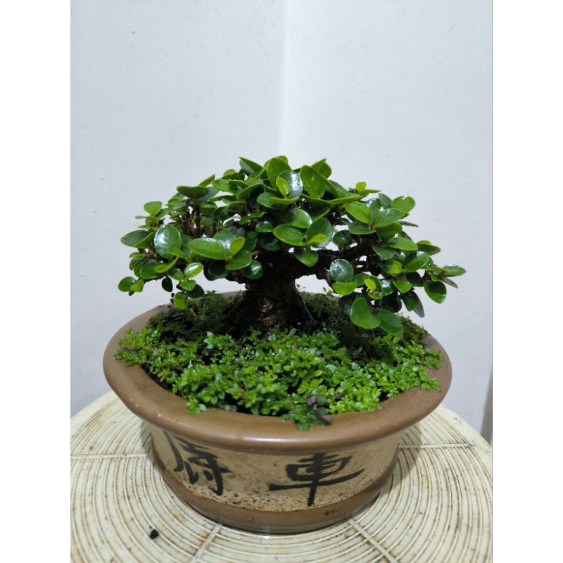 Bonsai beringin dolar mangkok micro size mame