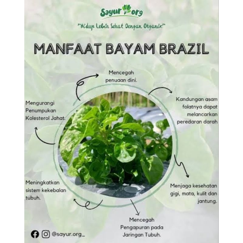 STEK TANAMAN BAYAM BRAZIL