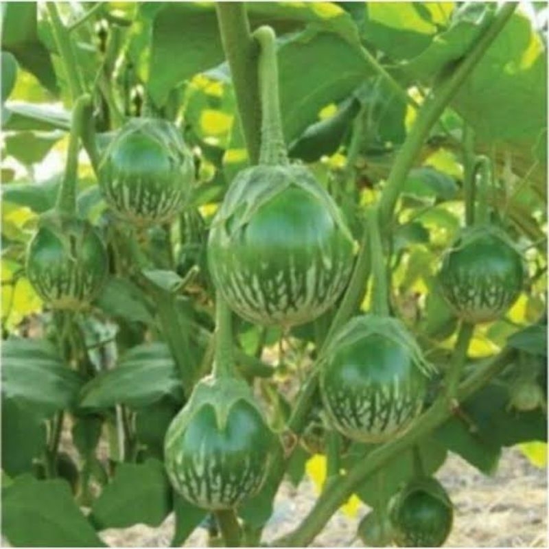 BIBIT BENIH TERONG LALAP HIJAU / TERONG BULAT HIJAU / TERONG GELATIK / TERONG KENARI