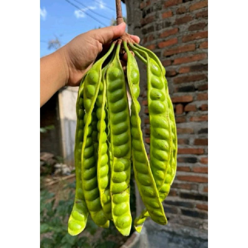 

pete tua 1 ikat (10 papan)/ pete murah per ikat / pete murah per ikat