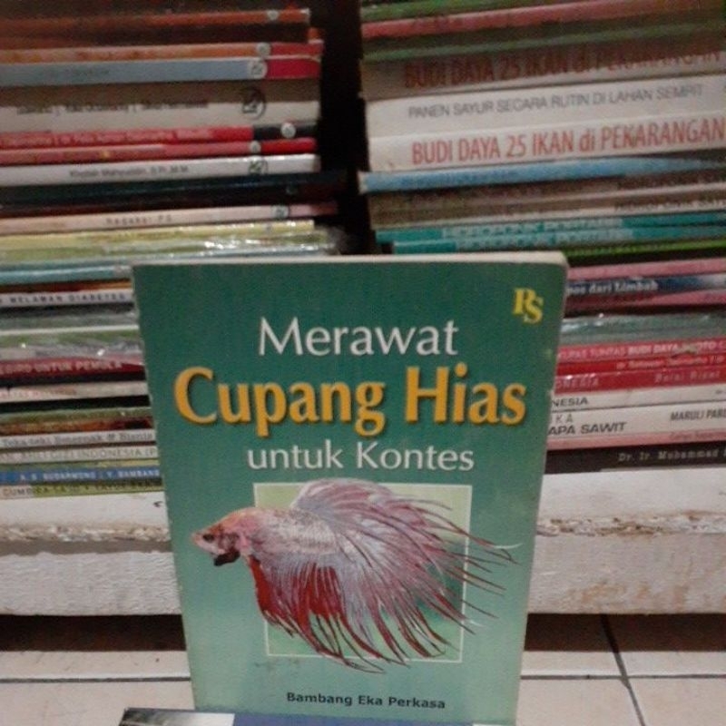 merawat cupang hias untuk kontes