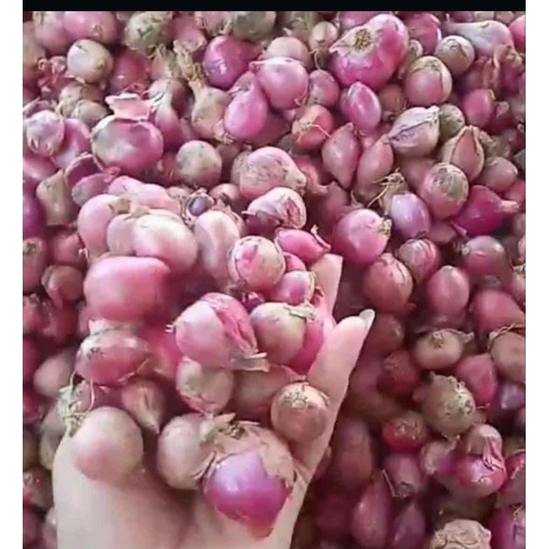 

BAWANG MERAH BREBES ASLI