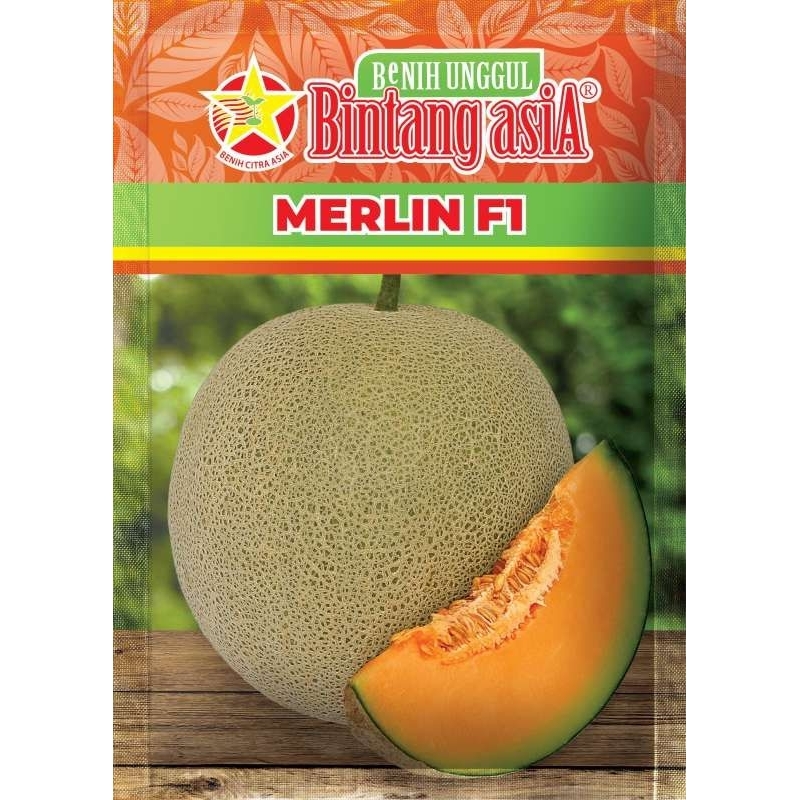 MELON MERLIN F1 || BINTANG ASIA