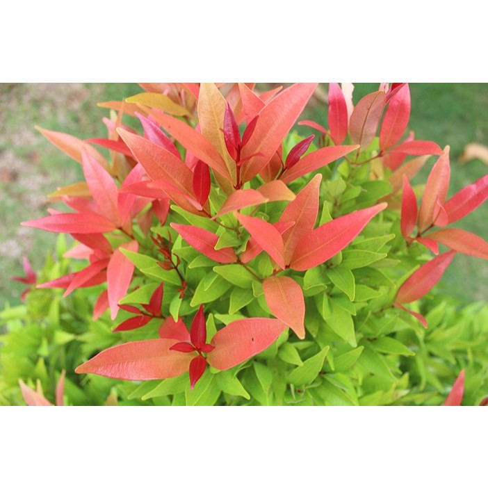 

1 Lembar Daun Herbal Pucuk Segar Organik (Daun Random) Fresh Petik Langsung