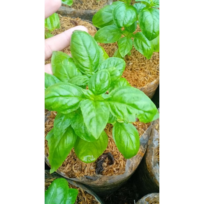 Tanaman sweet basil/basil hijau